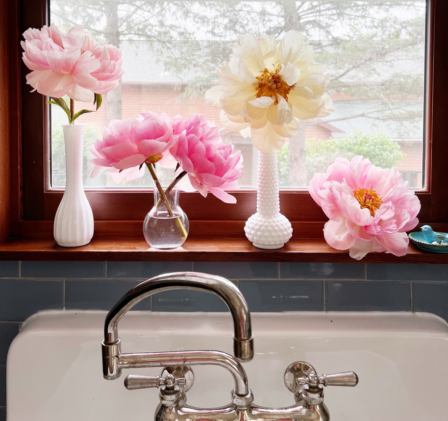 peonies in bud vases over sink